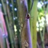 Phyllostachys Nigra Megurochiku - Bambou Géant -magasin de plantes Phyllostachys nigra Megurochiku Bambou geant LD PDD 183921 1
