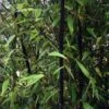 Bambou Noir - Phyllostachys Nigra 1 Bambou Noir - Phyllostachys Nigra -magasin de plantes Phyllostachys nigra ld Howard Dickins 9575 1
