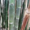 Phyllostachys Parvifolia - Bambou Géant 1 Phyllostachys Parvifolia - Bambou Géant -magasin de plantes Phyllostachys parvifolia 85246 3