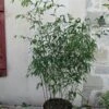 Phyllostachys Rubromarginata - Bambou Moyen -magasin de plantes Phyllostachys rubromarginata 84914 1