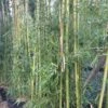 Phyllostachys Viridiglaucescens - Bambou Géant 1 Phyllostachys Viridiglaucescens - Bambou Géant -magasin de plantes Phyllostachys viridiglaucescens 84915 1