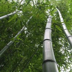 Phyllostachys Vivax Huangwenzhu - Bambou Géant