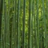 Phyllostachys Vivax MacClure (type) - Bambou Géant 1 Phyllostachys Vivax MacClure (type) - Bambou Géant -magasin de plantes Phyllostachys vivax MacClure 85247 1