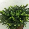 Epicea Commun - Picea Abies Hana Subutus 1 Epicea Commun - Picea Abies Hana Subutus -magasin de plantes Picea abies Hana Subutus 676002 1