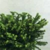 Epicea Commun - Picea Abies Maxwellii 1 Epicea Commun - Picea Abies Maxwellii -magasin de plantes Picea abies Maxwellii 679002 1