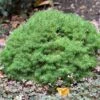 Epinette Blanche - Picea Glauca Alberta Globe -magasin de plantes Picea glauca Alberta Globe 0682002 1