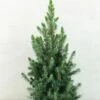 Epinette Blanche - Picea Glauca Conica Blue 1 Epinette Blanche - Picea Glauca Conica Blue -magasin de plantes Picea glauca Conica Blue 0684002 1