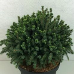 Picea Glauca Echiniformis Echt - Epinette Blanche