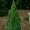 Picea Glauca Laurin - Epinette Blanche 2 Picea Glauca Laurin - Epinette Blanche -magasin de plantes Picea glauca Laurin 0690002 1