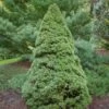 Epinette Blanche - Picea Glauca Rainbow's End -magasin de plantes Picea glauca Rainbow s End 0691002 1