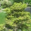 Épicéa Du Japon - Picea Jezoensis Var. Hondoensis -magasin de plantes Picea jezoensis var. hondoensis 0694002 1