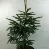 Epinette Noire - Picea Mariana Aurea 2 Epinette Noire - Picea Mariana Aurea -magasin de plantes Picea mariana Aurea 695002 1