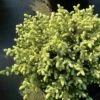 Picea Mariana Nana - Epinette Noire 2 Picea Mariana Nana - Epinette Noire -magasin de plantes Picea mariana Nana 0696002 1