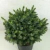 Epicea De Serbie - Picea Omorika Morava -magasin de plantes Picea omorika Morava 701002 1