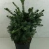 Epicea De Serbie - Picea Omorika Wodan 1 Epicea De Serbie - Picea Omorika Wodan -magasin de plantes Picea omorika Wodan 703002 1
