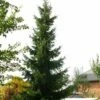 Épicéa De Serbie Nana - Picea Omorika 2 Épicéa De Serbie Nana - Picea Omorika -magasin de plantes Picea omorika epicea de Serbie Nana 87086 1 87086 1