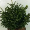 Picea Orientalis Barnes - Sapinette D'Orient -magasin de plantes Picea orientalis Barnes 704002 1