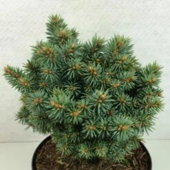 Picea Pungens Brynek - Epicea Bleu