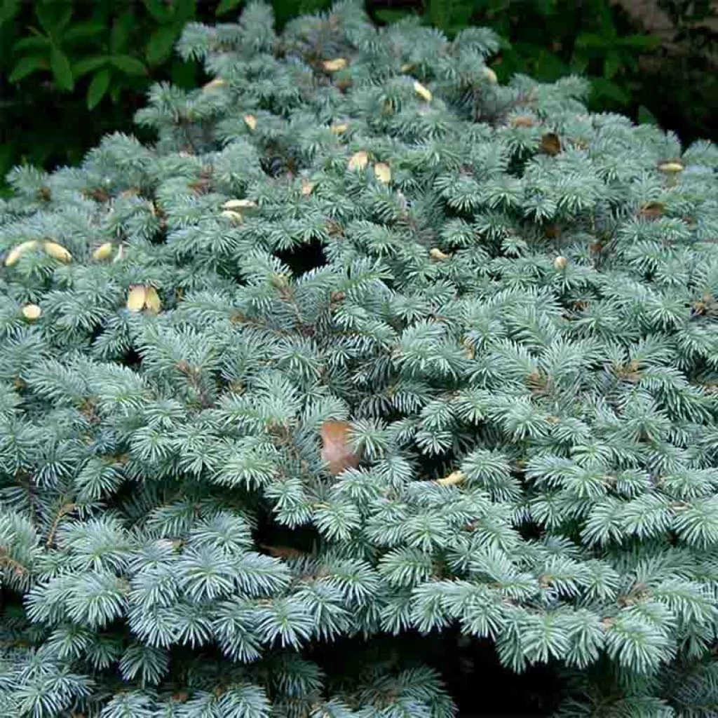Epicea Bleu - Picea Pungens Glauca Globosa 3 Epicea Bleu - Picea Pungens Glauca Globosa