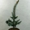 Picea Pungens Iseli Foxtail - Epicea Bleu 2 Picea Pungens Iseli Foxtail - Epicea Bleu -magasin de plantes Picea pungens Iseli Foxtail 712002 1