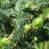 Epicea Bleu - Picea Pungens Sonia 1 Epicea Bleu - Picea Pungens Sonia -magasin de plantes Picea pungens Sonia C 715002 1