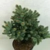 Epicea Bleu - Picea Pungens Thuem 1 Epicea Bleu - Picea Pungens Thuem -magasin de plantes Picea pungens Thuem 716002 1