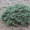 Epicea Bleu - Picea Pungens Waldbrunn 2 Epicea Bleu - Picea Pungens Waldbrunn -magasin de plantes Picea pungens Waldbrunn 0717002 1