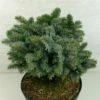 Epicea De Sitka - Picea Sitchensis Rom 1 Epicea De Sitka - Picea Sitchensis Rom -magasin de plantes Picea sitchensis Rom 719002 1