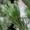 Pin - Pinus Flexilis Vanderwolf's Pyramid -magasin de plantes Pin Pinus flexilis Vanderwolf s Pyramid IF 1007822 1