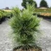 Pin - Pinus Schwerinii Wiethorst -magasin de plantes Pin Pinus schwerinii Wiethorst IF 1007942 1