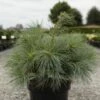 Pin Weymouth - Pinus Strobus Blue Shag 1 Pin Weymouth - Pinus Strobus Blue Shag -magasin de plantes Pin Weymouth Pinus strobus Blue Shag IF 1007952 1