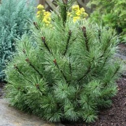 Pin à Crochets Ou Pin De Briançon - Pinus Uncinata