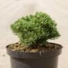 Pin De Montagne - Pinus Mugo Sherwood Compact 1 Pin De Montagne - Pinus Mugo Sherwood Compact -magasin de plantes Pin de montagne Pinus mugo Sherwood Compact IF 1007912 1
