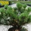 Pin De Montagne - Pinus Mugo Carsten's Wintergold 2 Pin De Montagne - Pinus Mugo Carsten's Wintergold -magasin de plantes Pin de montagne pinus mugo Carsten s Wintergold IF 1007872 1
