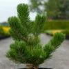 Pin Noir - Pinus Nigra Oregon Green -magasin de plantes Pin noir Pinus nigra Oregon Green IF 1001662 1