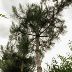 Pin Noir D'Autriche - Pinus Nigra Nigra