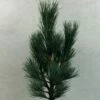 Pin Cembro Nain - Pinus Cembra Compacta Glauca 2 Pin Cembro Nain - Pinus Cembra Compacta Glauca -magasin de plantes Pinus cembra Compacta Glauca 721002 1