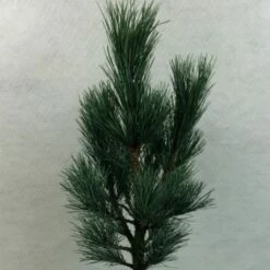 Pin Cembro Nain - Pinus Cembra Compacta Glauca