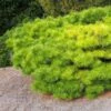 Pinus Densiflora Jane Kluis - Pin Rouge Du Japon 1 Pinus Densiflora Jane Kluis - Pin Rouge Du Japon -magasin de plantes Pinus densiflora Jane Kluis 0723002 1