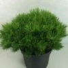 Pin Rouge Du Japon - Pinus Densiflora Low Glow -magasin de plantes Pinus densiflora Low Glow 724002 1