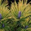 Pinus Mugo Golden Glow - Pin De Montagne 2 Pinus Mugo Golden Glow - Pin De Montagne -magasin de plantes Pinus mugo Golden Glow 726002 1