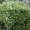 Pinus Nigra Agnes Brégeon - Pin Noir 1 Pinus Nigra Agnes Brégeon - Pin Noir -magasin de plantes Pinus nigra Agnes Bregeon Pin noir V 1007931 1
