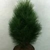 Pinus Nigra Green Tower - Pin Noir 1 Pinus Nigra Green Tower - Pin Noir -magasin de plantes Pinus nigra Green Tower 733002 1