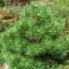 Pin Noir Nain - Pinus Nigra Nana 1 Pin Noir Nain - Pinus Nigra Nana -magasin de plantes Pinus nigra Nana 1002772 1