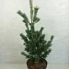 Pinus Parviflora Azumi Goye - Pin Blanc Du Japon 1 Pinus Parviflora Azumi Goye - Pin Blanc Du Japon -magasin de plantes Pinus parviflora Azumi Goye 736002 1