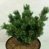 Pinus Parviflora Beran - Pin Blanc Du Japon 1 Pinus Parviflora Beran - Pin Blanc Du Japon -magasin de plantes Pinus parviflora Beran 737002 1