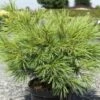 Pinus Strobus Minima - Pin De Weymouth 1 Pinus Strobus Minima - Pin De Weymouth -magasin de plantes Pinus strobus Minima 88965 1