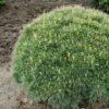 Pin De Weymouth Nain - Pinus Strobus Minuta -magasin de plantes Pinus strobus Minuta 0746002 1