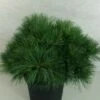 Pin De Weymouth - Pinus Strobus Ontario -magasin de plantes Pinus strobus Ontario 747002 1