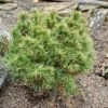 Pin Weymouth - Pinus Strobus Tiny Kurls -magasin de plantes Pinus strobus Tiny Kurls V 1007971 1